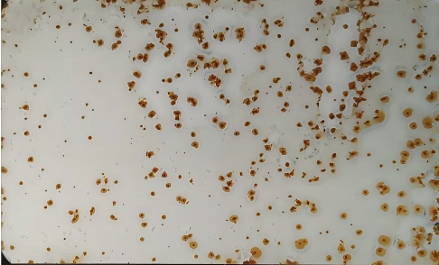 漆膜點(diǎn)蝕缺陷 漆膜點(diǎn)蝕缺陷